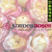 유럽독일 사계장미 Kordes 넝쿨 덩굴 정원 화단 장미 나무, 07. 플로라 콜로니아(관목), 1개