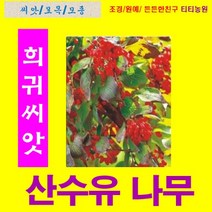 희귀씨앗- 산수유나무 100립 몸에 좋은 산수유~~ 씨앗