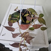 에덴플랜트 필로덴드론 미칸 행잉식물 감성식물 인테리어 공중식물 멋스러운 희귀, 1개