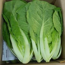 알뜰농장 최상품 싱싱한 얼갈이배추(열무) 4kg내외(대.중.소 랜덤발송), 얼갈이배추 4kg내외, 1개