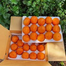 첫 출하!! 제주산지직송 제주 카라향 4.5kg(26-40수 2단선물포장) 나른한 봄을 깨우는 싱그러운 과즙이 팡팡