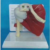 인간의어깨 해골 사람인체구조 모델 교수 11 크기, G