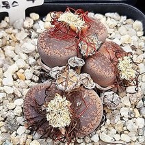 리톱스 꽃 커피색 아우캠피에 다육이 3두 탈피 다육370