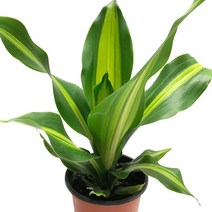 맛상게아나-행운목/공기정화/실내원예식물/관엽식물