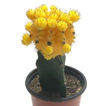 접목선인장(노란색)-비모란금/자목단/선인장