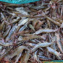 통영 제철 새조개 소라 멍게 문어 전복 외 최상급 해산물, 제철 활새우1kg