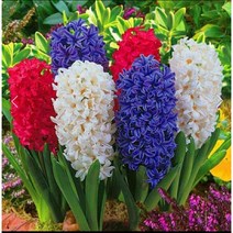 향기나는꽃 히야신스구근(씨앗)5품종 5개묶음 구근식물 월동식물, 인공상토1봉