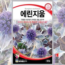에린지움 50립 / 다년생 에린기움 절화용 꽃씨앗 꽃씨 몰 봄 여름 가을 Eryngium