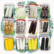 옥수수종자 씨앗 12개품종, 12.얼룩초당옥수수100립