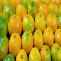 산지직송 제주 하우스 감귤 2kg 3kg 5kg, 로얄과, 5kg(+9000)