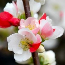 명자나무 묘목 1년생 2개세트 (일월성 보케) 붉은꽃 또는 흰꽃 / 분재용 정원화목 분화용 FG330