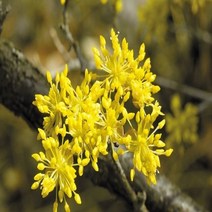 산수유나무 실생2년 10주묶음 약용수