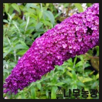 (나무농장) 붓들레아 로얄레드 보라색 10cm 포트, 1개