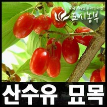 도시농부/산수유/유실수/산수유 묘목/실생 2-3년, 산수유 실생2년(7주)