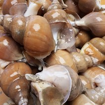 포항 자연산 백골뱅이(급냉) 대 1KG ( 20미내외 ), 단품