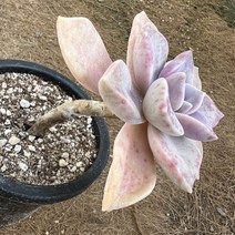 [올식스] 펜타드럼 77 다육식물 플랜테리어 반려식물 공기정화식물 개업화분