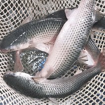 숭어회 보리숭어 밀치 밀치회 필렛 1kg, 옵션2. 숭어(밀치)필렛 1kg