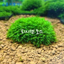 피시덴 모스 5x5 활착 음성수초
