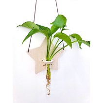 오늘온나무 자작나무 우드 오브제 인테리어 수경재배 유리 실린더 미니 꽃 화병