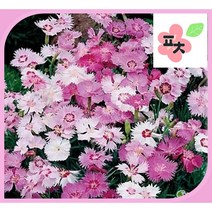 수염 패랭이꽃 혼합색 씨앗(500립) -패랭이꽃 사계패랭이 사계절패랭이 상록패랭이 수염패랭이 종자씨앗 꽃씨앗 채소씨앗 구근식물 야생화 약초 포천매화동농장 씨앗모음, 1개