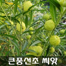 [해피플라워] 야구공만한 풍선이 주렁주렁 달리는 큰풍선초 씨앗 100립 / 봄 파종 꽃씨