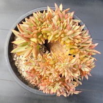 꽃다리 먼디철화 21 다육식물 다육철화 아이만배송