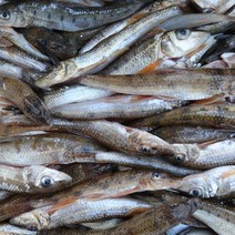 국내산 민물고기 1kg 민물잡어 자연산 민물잡고기 눈치 피래미 모래무지 민물고기백화점, 국내산 잡고기(눈치) 1kg, 1개