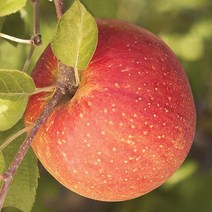 목하원예조경 사과나무 묘목 (부사) 결실주 분, 1개