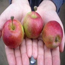 미니사과(루비에스) R4cm 결실주(분) 나무 D52