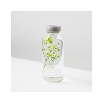 Plant Specimen : Gypsophila elegans Green [30ml] - 식물표본 : 안개꽃 그린