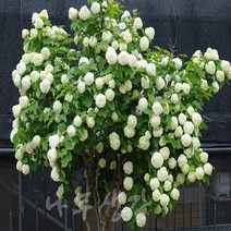 충주원예조경/불두화/1.5m/개화주, 주