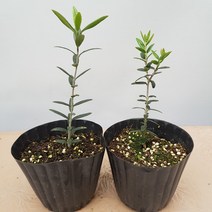 올리브나무 소품 약20cm