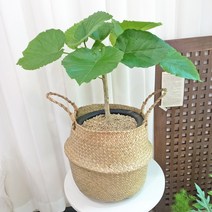 여름 식물 산소탱크 중품 휘커스움베르타 + 해초바구니세트 개업 생일 승진 취업 이사 결혼