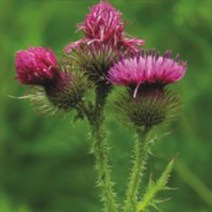 국내산 재래 엉겅퀴 씨앗 작물 품종 산채 종자 100립 7584EA, 본상품선택, 1개