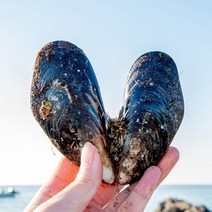 맛수러움 안면도 직접 따온 자연산 홍합 섭 1kg, 1kg(11-13미)