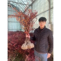 남천나무 묘목 공기정화 관상수 조경수 (새나무농원)