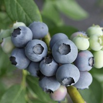 황성범님 2022년산 무농약 햇 블루베리 생과 급냉 1kg, 1개, 블루베리 생과급냉 명품 1kg