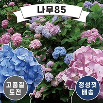 (나무85) 엔들레스썸머 오리지널 15cm 포트
