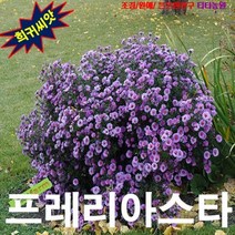 (희귀씨앗) 프레리아스타 (Prairie Aster) 30립, 상세페이지 참조