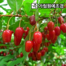 보리수나무 왕보리수 유실수 정원수 가림원예조경, 왕보리수나무 R4cm 결실주