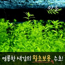 [미초] 펄그라스 수초 20촉+5촉더! / 유경수초 / 초보자 수초 / 치어 수초