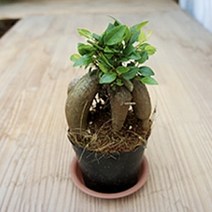그린플랜트 공기정화식물 인삼벤자민 1개