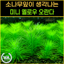 [비바소녀] 소나무잎을 닮은 미니 옐로우 오란다(2줄기) / 초보수초 레이아웃 미니어항