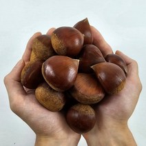 [청솔농장] 23년 햇밤 알밤 생밤 생율 제수용밤, 1박스, 5kg(대)