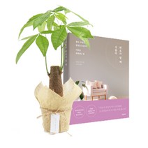 갑조네 마음을 위로하는 식물과 책 SET 아레카야자 파키라 아단소니 공기정화식물, 08.파키라, 책+종이커버+마끈(170cm)+만능키트+행택