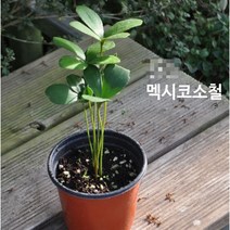 관엽/구근식물 멕시코소철 갈색플라스틱모종 3개(L0105), 3개