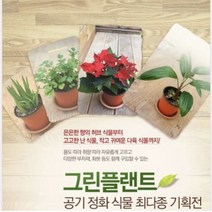 그린플랜트 꽃식물 차이니스자스민 중품 색상랜덤, 1개