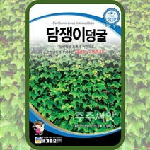 주주씨앗 수목종자 모음전/편백나무/커피나무씨앗/측백나무씨앗/올리브나무씨앗/올리브씨앗/담쟁이덩굴씨앗/덩굴씨앗/편백나무씨앗/아라비아커피/커피나무, 단품