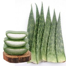 지투지샵 생 알로에 사포나리아 4kg, 단품