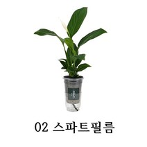 와이디무역 수경재배 실내공기정화식물 10종 물만 주시면 됩니다. 개업 축하 돌잔치 선물, 02_스파트필름